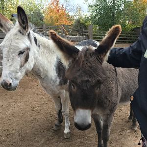 Donkeys at Koiramäen eläinpuisto (Särkänniemi's petting zoo)