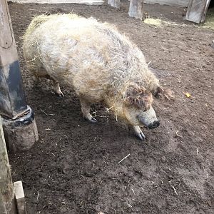 Wooly pig at Koiramäen eläinpuisto (Särkänniemi's petting zoo)