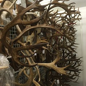 Archives of The Finnish Museum of Natural History, antlers