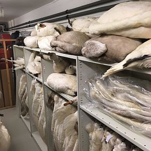 Archives of The Finnish Museum of Natural History, swans