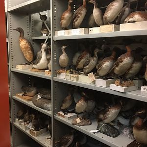 Archives of The Finnish Museum of Natural History, stuffed birds