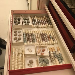 Archives of The Finnish Museum of Natural History, eggs