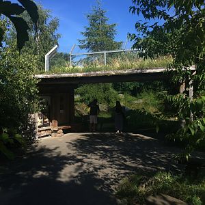Snow leopard viwing point