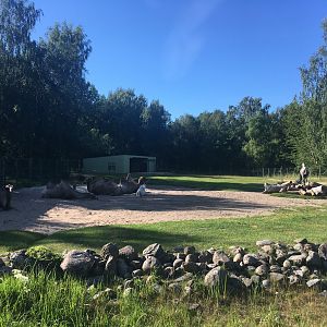 Domestic Bactrian camel enclosur