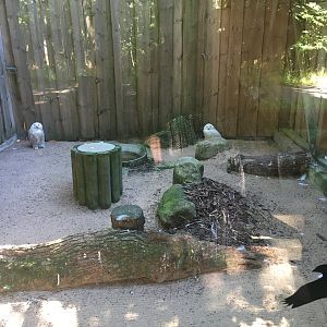 Snowy owl enclosure