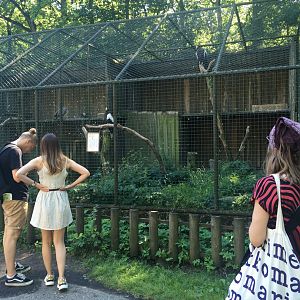 Steller's sea eagle enclosure