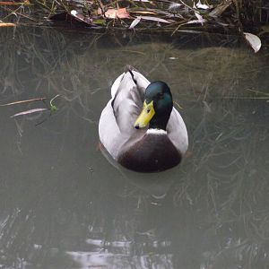Common Mallard - 10/2022