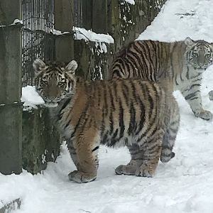 Three month old tiger cubs
