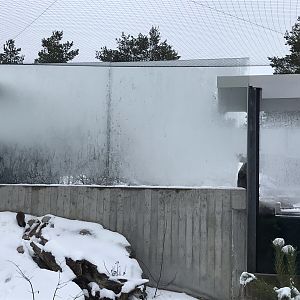 Eurasian otter and European mink