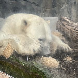 Polar Bear