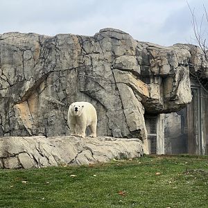 Polar Bear