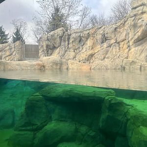 Polar Bear Underwater Viewing Window