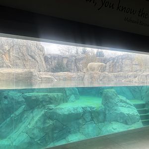 Polar Bear Underwater Viewing Window