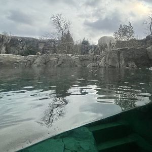 Polar Bear exhibit from sheltered viewing area