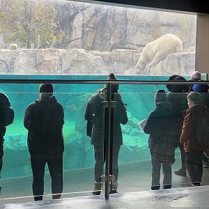 Guests viewing Polar Bear