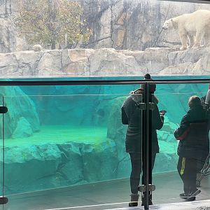 Polar Bear interior underwater window