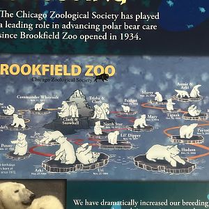 History of the CZS’s Polar Bear Program