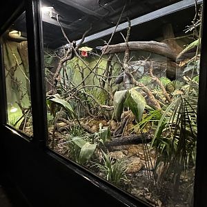 Madagascar Lowland Rainforest Terrarium
