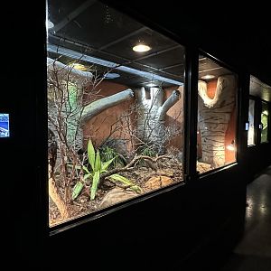 Ifaty Spiny Forest Terrarium