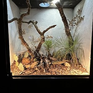 Sierra Madre Terrarium