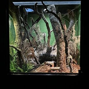 Pineywoods Terrarium