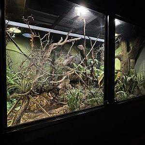 Madagascar Lowland Rainforest Terrarium