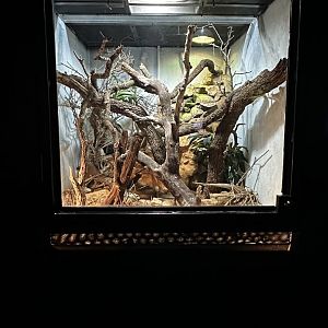 Sonora Norte Terrarium