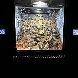 Sonoran Desert Terrarium