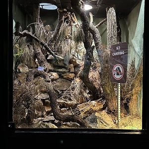 Huachuca Mountains Terrarium