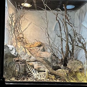 Southern Sonora Mexico Terrarium