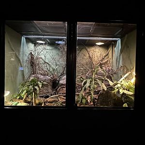 Ethiopian Highlands Terrarium