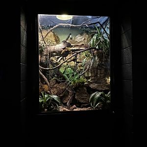 New Guinea Forest Terrarium