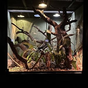 Mato Grosso Pampas Terrarium