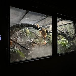 Mangshan Mountains Terrarium