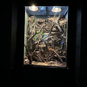 Texas Green Belt Terrarium