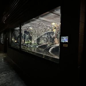 Riverine Forest Wetland Terrarium