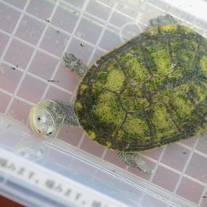 Big-headed pantanal swamp turtle (Acanthochelys macrocephala)