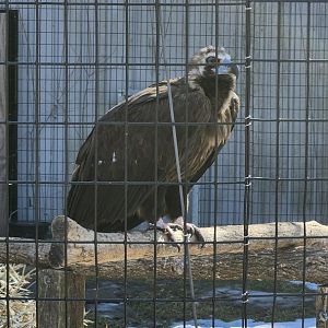 Cinereous Vulture