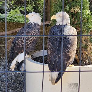 Bald Eagles