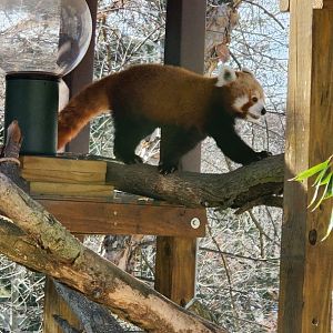 Red Panda