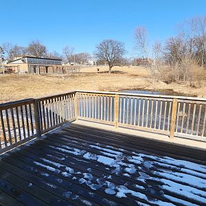 Bactrian Camel Exhibit