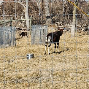 Okapi and Yellow Backed Duiker