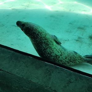 Harbor Seal