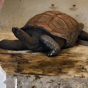 Aldabra Tortoise