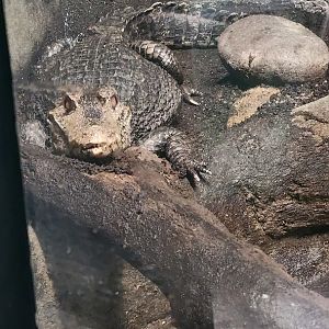 Dwarf Caiman