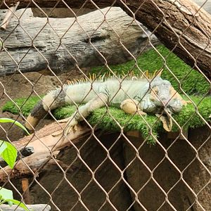 Green Iguana