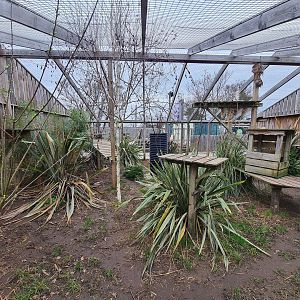 Serval Exhibit, Fenn Bell
