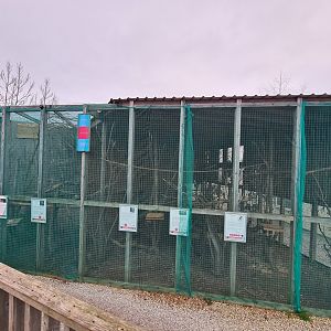 Parrot Aviary, Fenn Bell