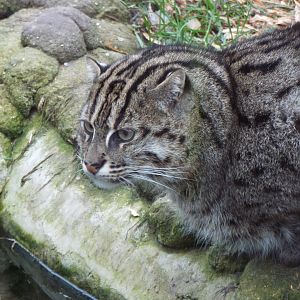 Fishing Cat, Fenn Bell