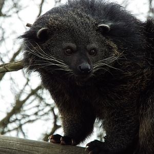 Binturong, Fenn Bell